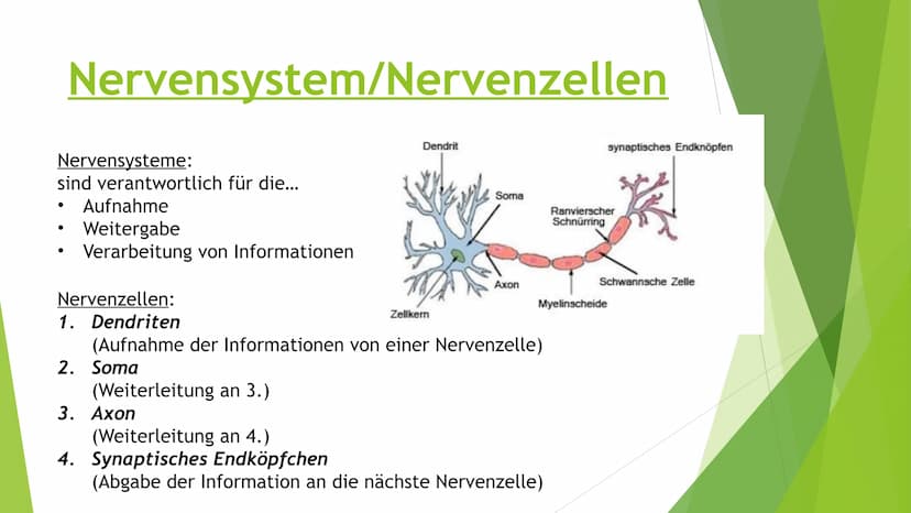 Nervensysteme Inhaltsverzeichnis
Nervensystem/ Nervenzellen
► Zentrale Nervensystem
Periphere Nervensystem
►Somatische Nervensystem
► Vegeta