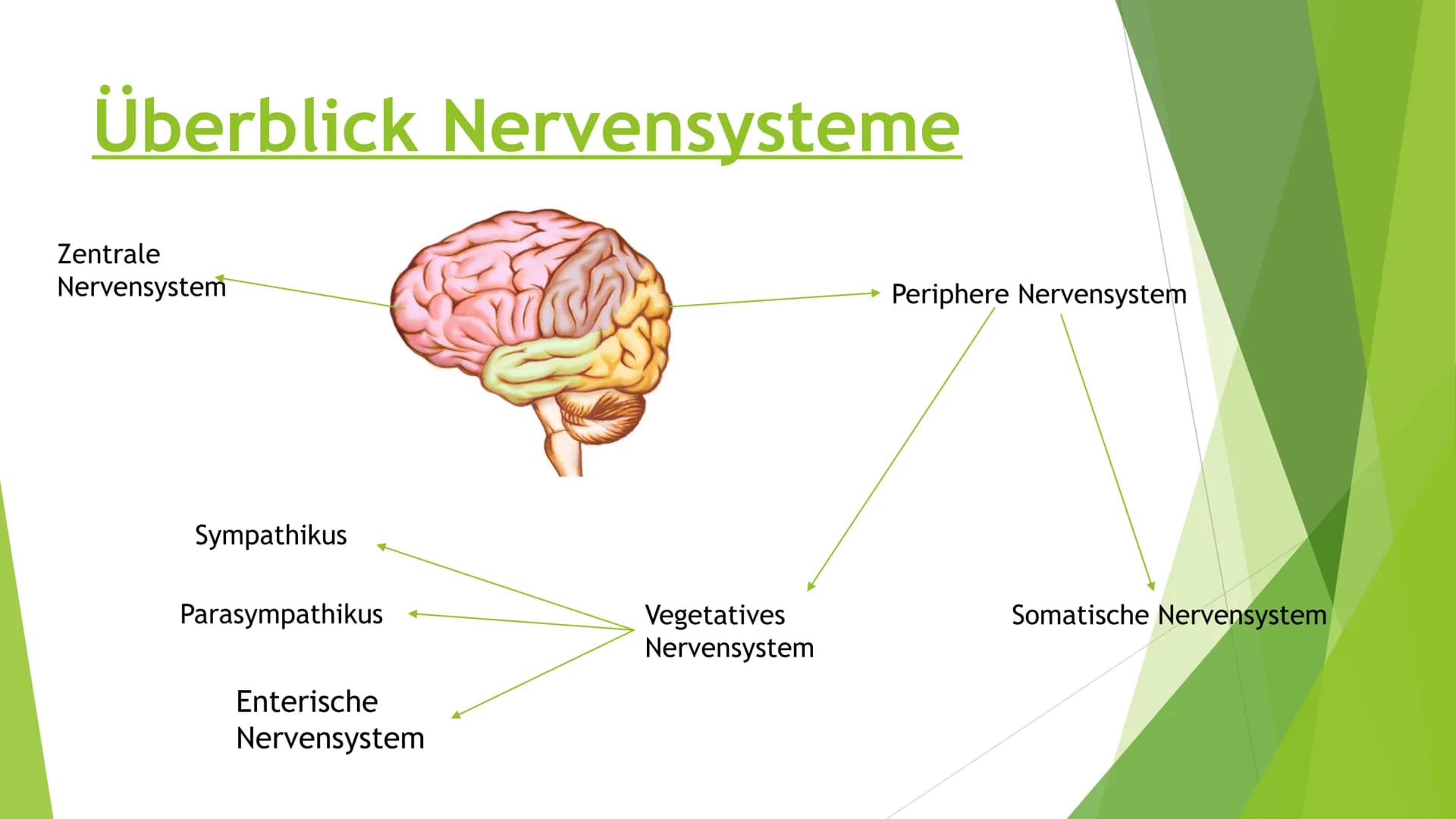 Nervensysteme Inhaltsverzeichnis
Nervensystem/ Nervenzellen
► Zentrale Nervensystem
Periphere Nervensystem
►Somatische Nervensystem
► Vegeta