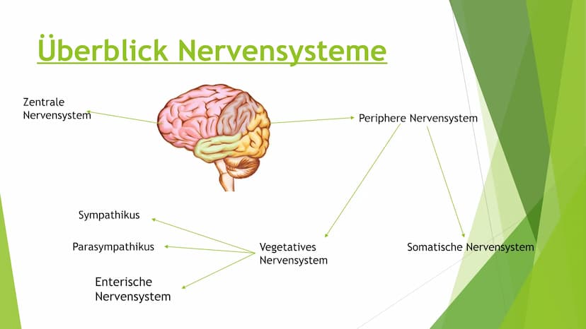 Nervensysteme Inhaltsverzeichnis
Nervensystem/ Nervenzellen
► Zentrale Nervensystem
Periphere Nervensystem
►Somatische Nervensystem
► Vegeta