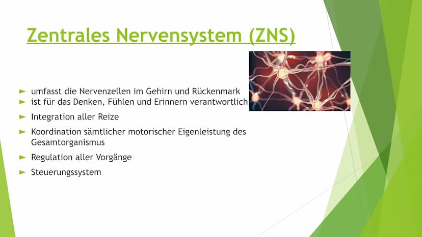 Nervensysteme Inhaltsverzeichnis
Nervensystem/ Nervenzellen
► Zentrale Nervensystem
Periphere Nervensystem
►Somatische Nervensystem
► Vegeta
