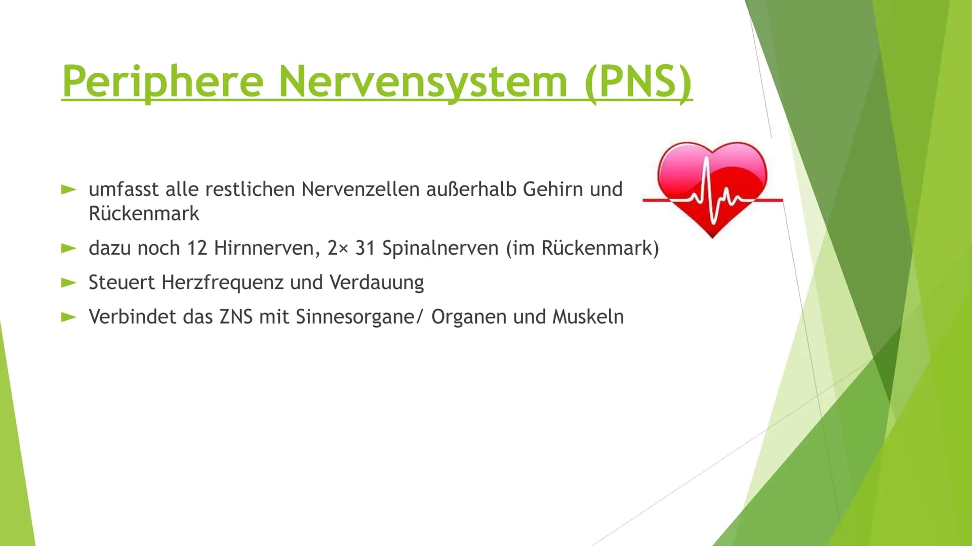 Nervensysteme Inhaltsverzeichnis
Nervensystem/ Nervenzellen
► Zentrale Nervensystem
Periphere Nervensystem
►Somatische Nervensystem
► Vegeta