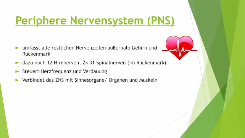Nervensysteme Inhaltsverzeichnis
Nervensystem/ Nervenzellen
► Zentrale Nervensystem
Periphere Nervensystem
►Somatische Nervensystem
► Vegeta
