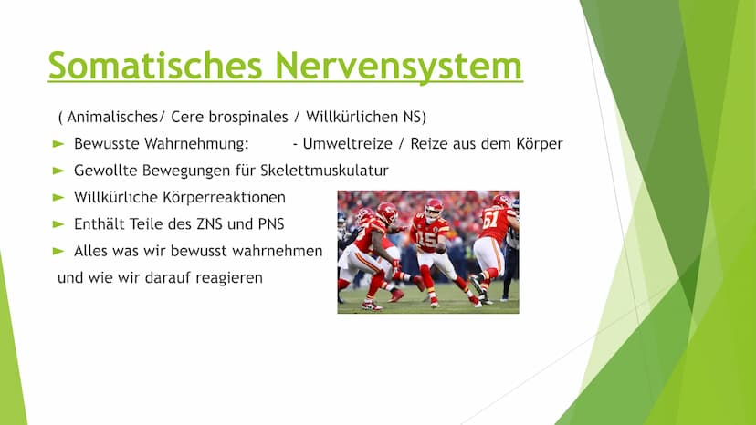 Nervensysteme Inhaltsverzeichnis
Nervensystem/ Nervenzellen
► Zentrale Nervensystem
Periphere Nervensystem
►Somatische Nervensystem
► Vegeta