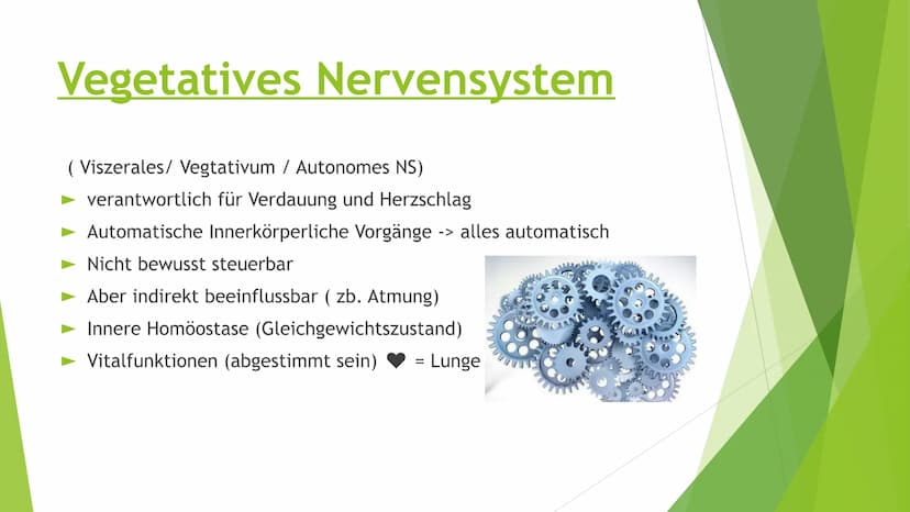Nervensysteme Inhaltsverzeichnis
Nervensystem/ Nervenzellen
► Zentrale Nervensystem
Periphere Nervensystem
►Somatische Nervensystem
► Vegeta