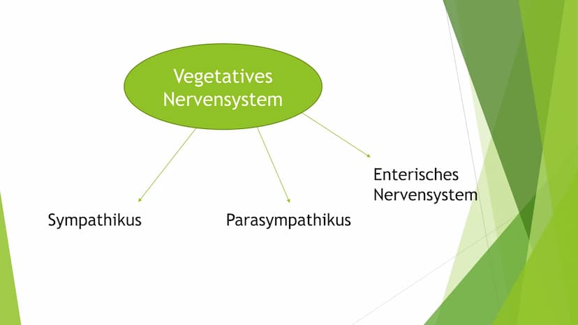 Nervensysteme Inhaltsverzeichnis
Nervensystem/ Nervenzellen
► Zentrale Nervensystem
Periphere Nervensystem
►Somatische Nervensystem
► Vegeta
