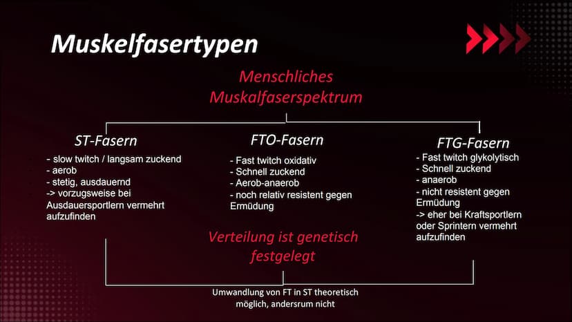 Was macht ein
gutes
Krafttraining
aus?
454 Inhaltsverzeichnis
01.
Grundbegriffe
Definition
Arbeitsweisen des Skelettmuskels
02.
Muskelfasert