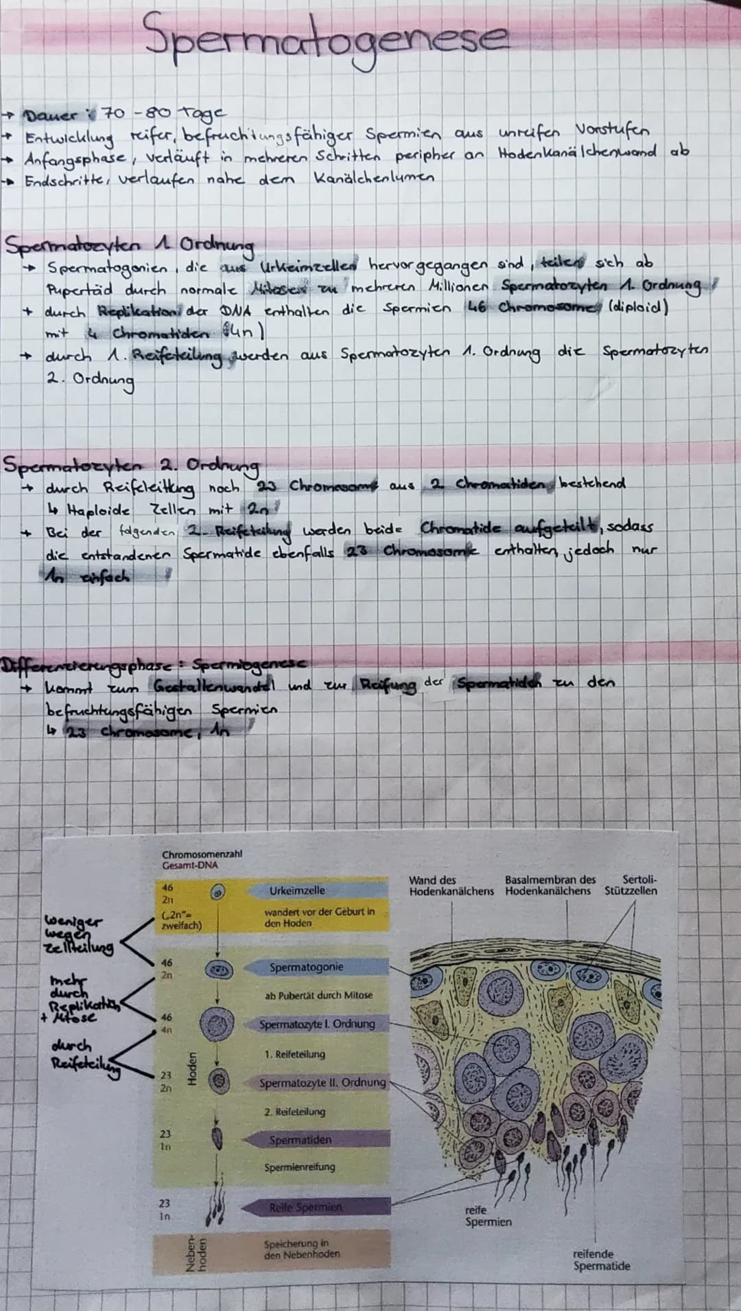 Spermatogenese
→ Dauer 70 -80 Tage
+ Entwicklung reifer, befruchtungsfähiger Spermien aus unreifen Vorstufen
Anfangsphase, verläuft in mehre