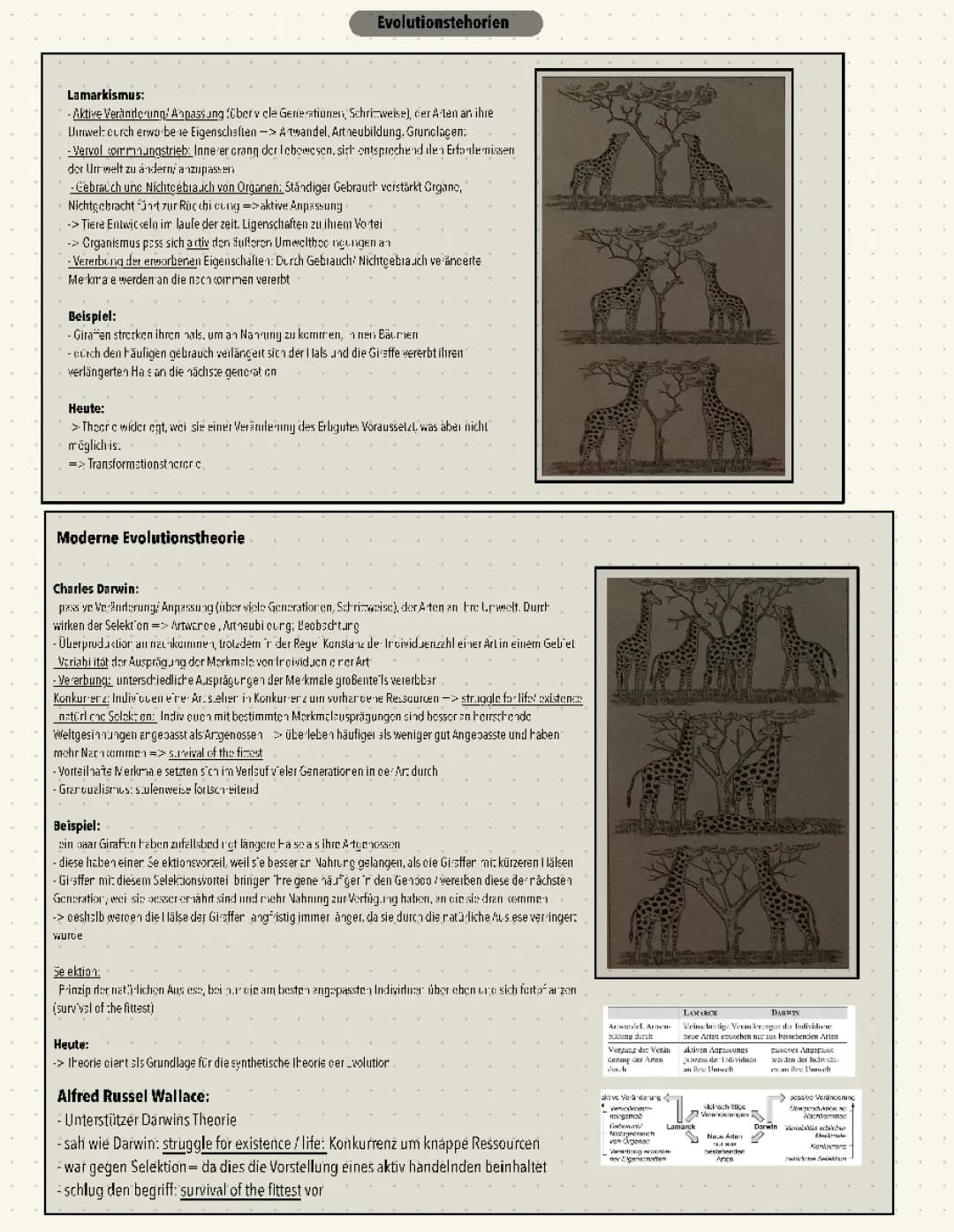 Evolution (Merkblätter Klausur) 