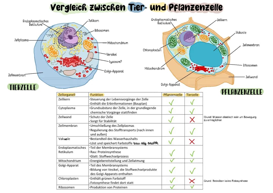 Tier- und Pflanzenzelle