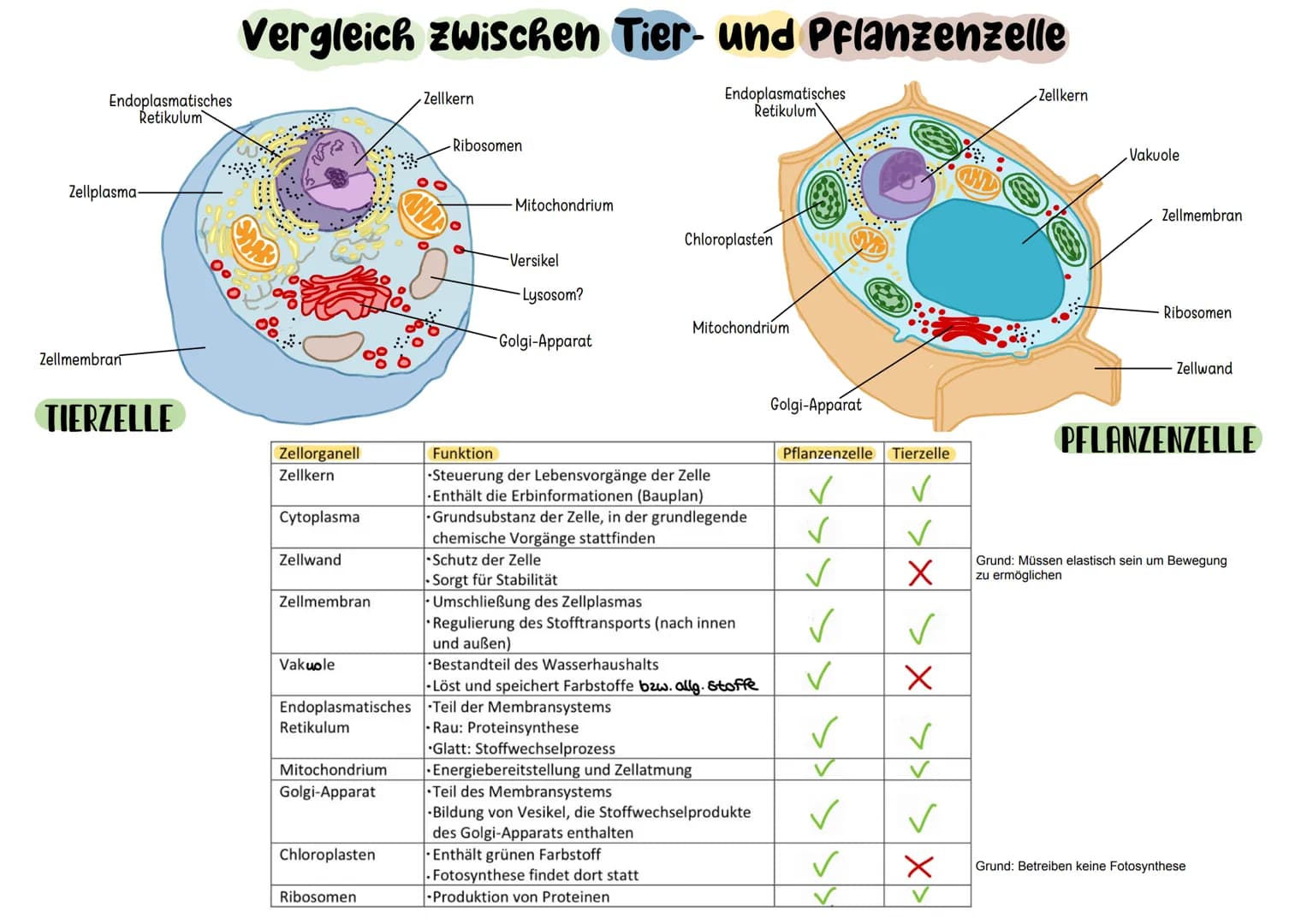 Endoplasmatisches
Retikulum
Zellplasma-
Zellmembran
TIERZELLE
Vergleich zwischen Tier- und Pflanzenzelle
Endoplasmatisches
Retikulum
Zellorg