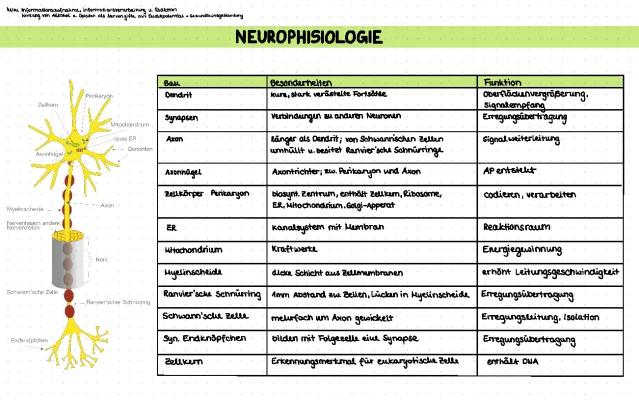 Know Neurobiologie  thumbnail