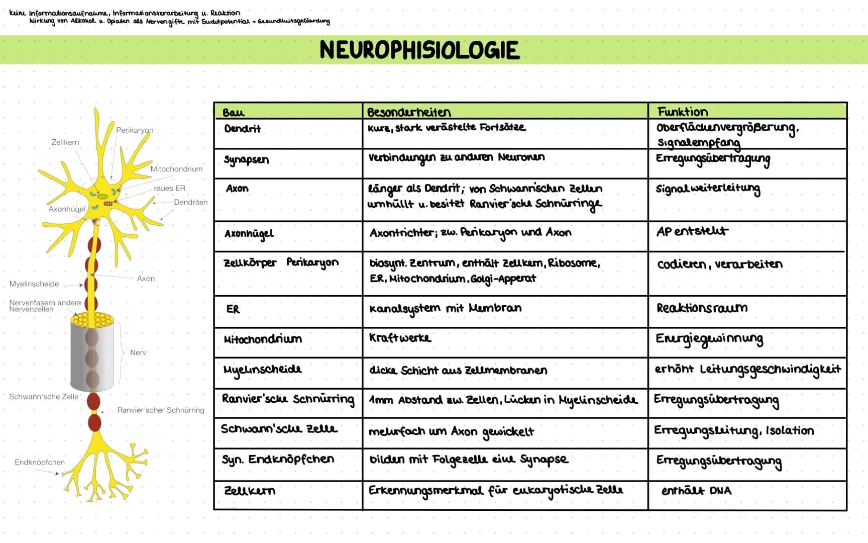 keine Informationsaufnalime, in formationsverarbeitung u. Reaktion
Wirkung von Alkohol u. Opiaten als Nerven gifte mit Suchtpotential + Gesu