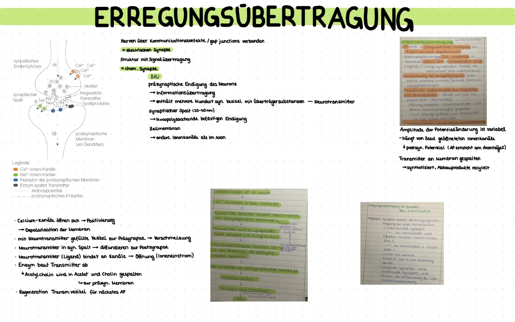 keine Informationsaufnalime, in formationsverarbeitung u. Reaktion
Wirkung von Alkohol u. Opiaten als Nerven gifte mit Suchtpotential + Gesu