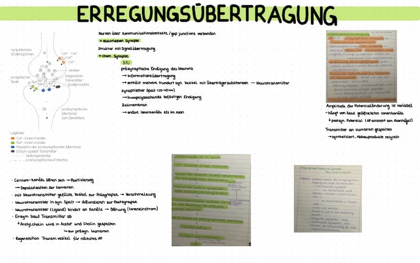 keine Informationsaufnalime, in formationsverarbeitung u. Reaktion
Wirkung von Alkohol u. Opiaten als Nerven gifte mit Suchtpotential + Gesu