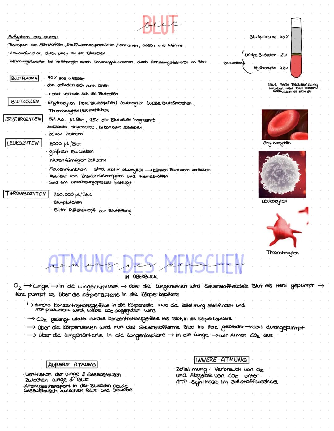 BLUTKREISLAUT
Roter Blutfarbstoff:
Quärstruktur:
•Besteht aus 4 Globin ketten
- 2 Alpha- Globin bette
- 2 Beta-Globinkette
In der Mitte ist 