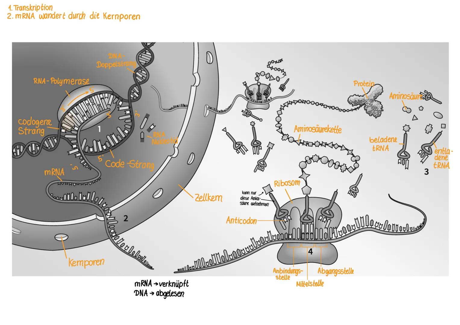 Von der DNA zum Protein
Die DNA (genetische Information) liegt vor.
Der nächste Schritt ist die Transkription. Die RNA-Polymerase erkennt de