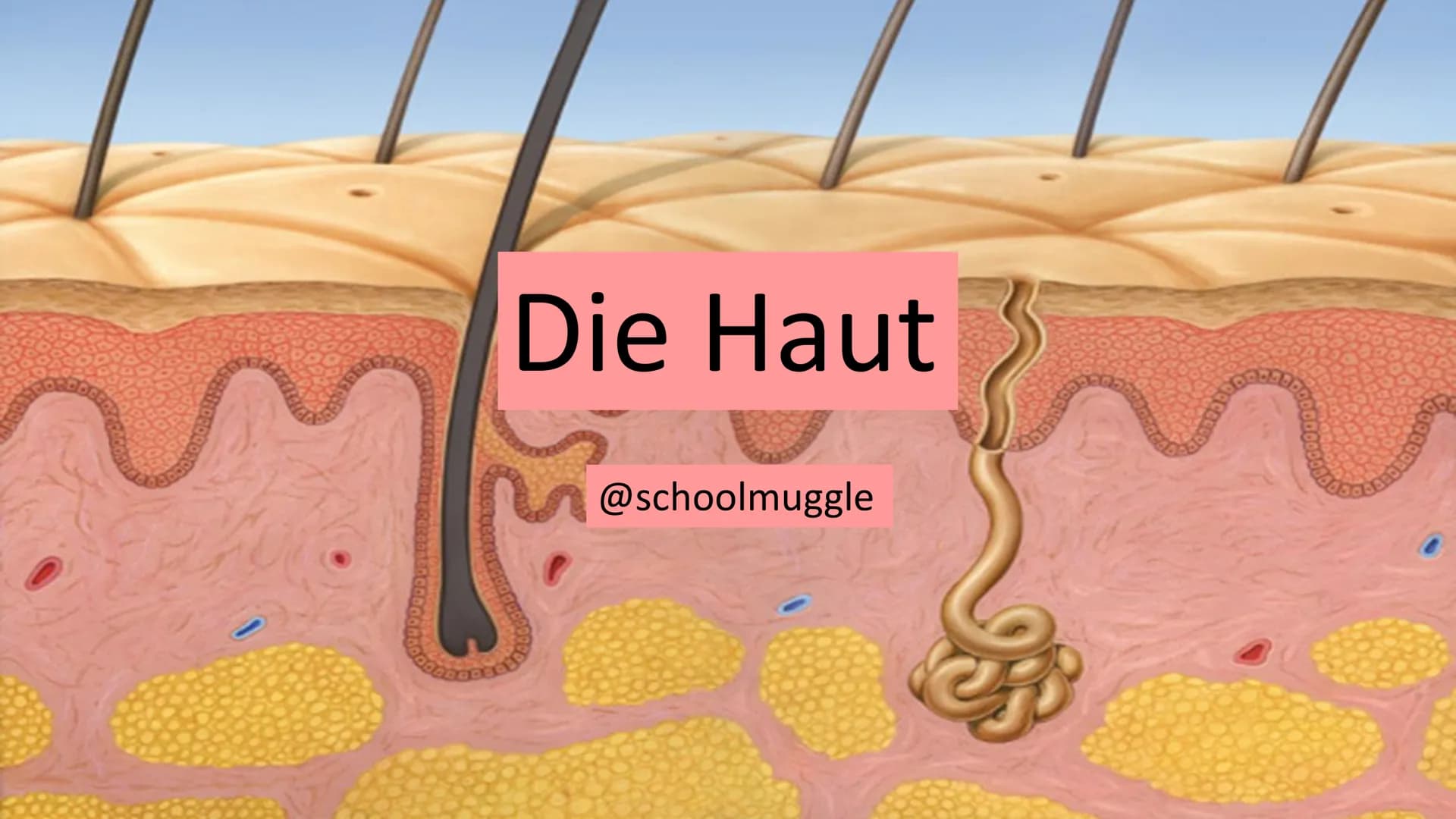 Die Haut
@schoolmuggle Gliederung
1. Einführung
2. Aufgaben der Haut
3. Aufbau
Hauttypen: Felder- und Leistenhaut
• Oberhaut
Lederhaut
Unter