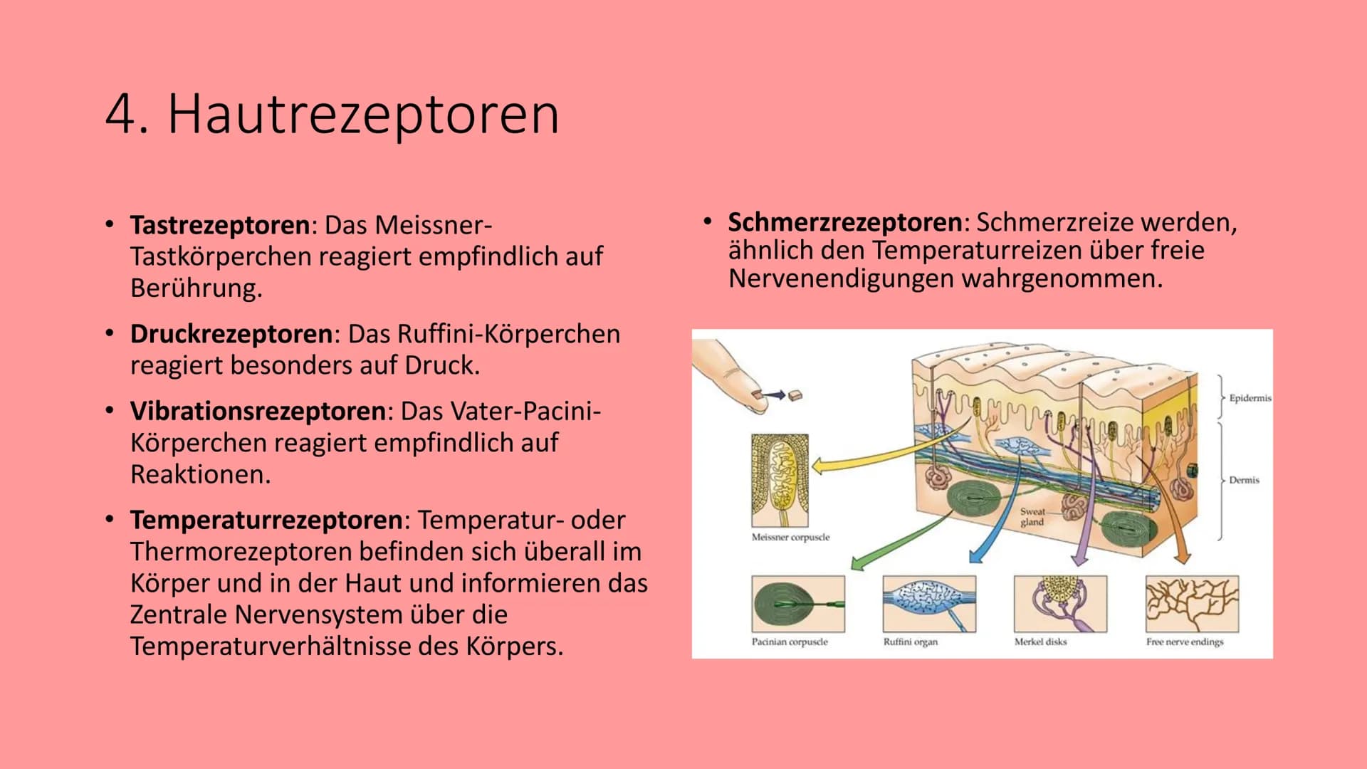 Die Haut
@schoolmuggle Gliederung
1. Einführung
2. Aufgaben der Haut
3. Aufbau
Hauttypen: Felder- und Leistenhaut
• Oberhaut
Lederhaut
Unter