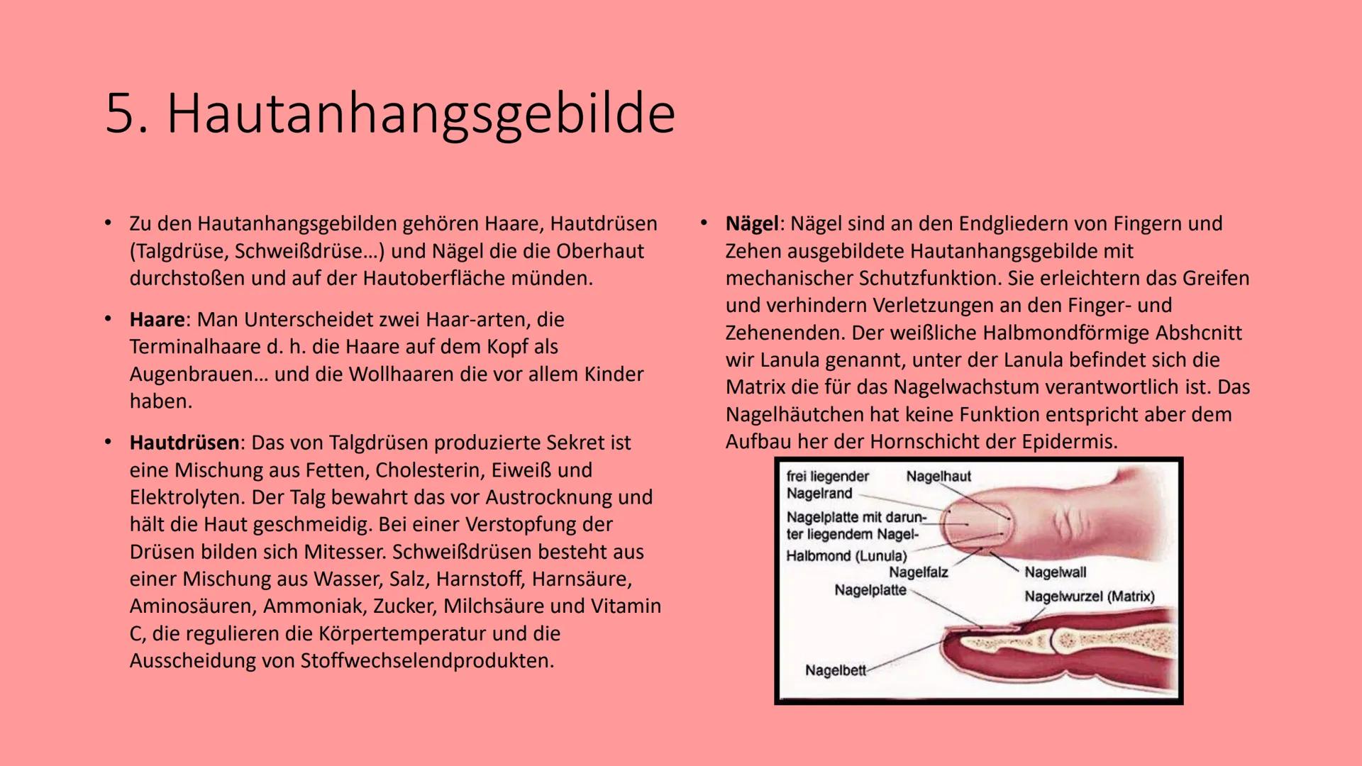 Die Haut
@schoolmuggle Gliederung
1. Einführung
2. Aufgaben der Haut
3. Aufbau
Hauttypen: Felder- und Leistenhaut
• Oberhaut
Lederhaut
Unter