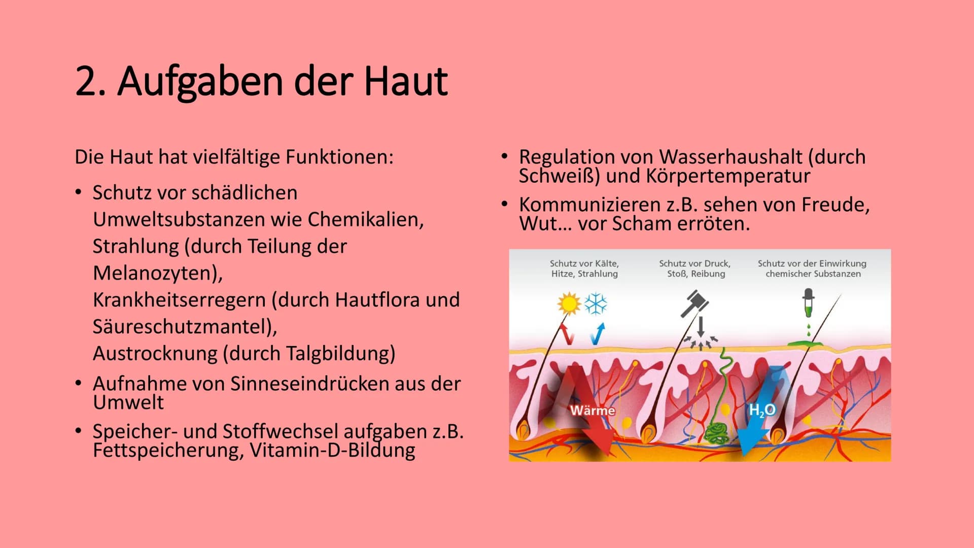 Die Haut
@schoolmuggle Gliederung
1. Einführung
2. Aufgaben der Haut
3. Aufbau
Hauttypen: Felder- und Leistenhaut
• Oberhaut
Lederhaut
Unter