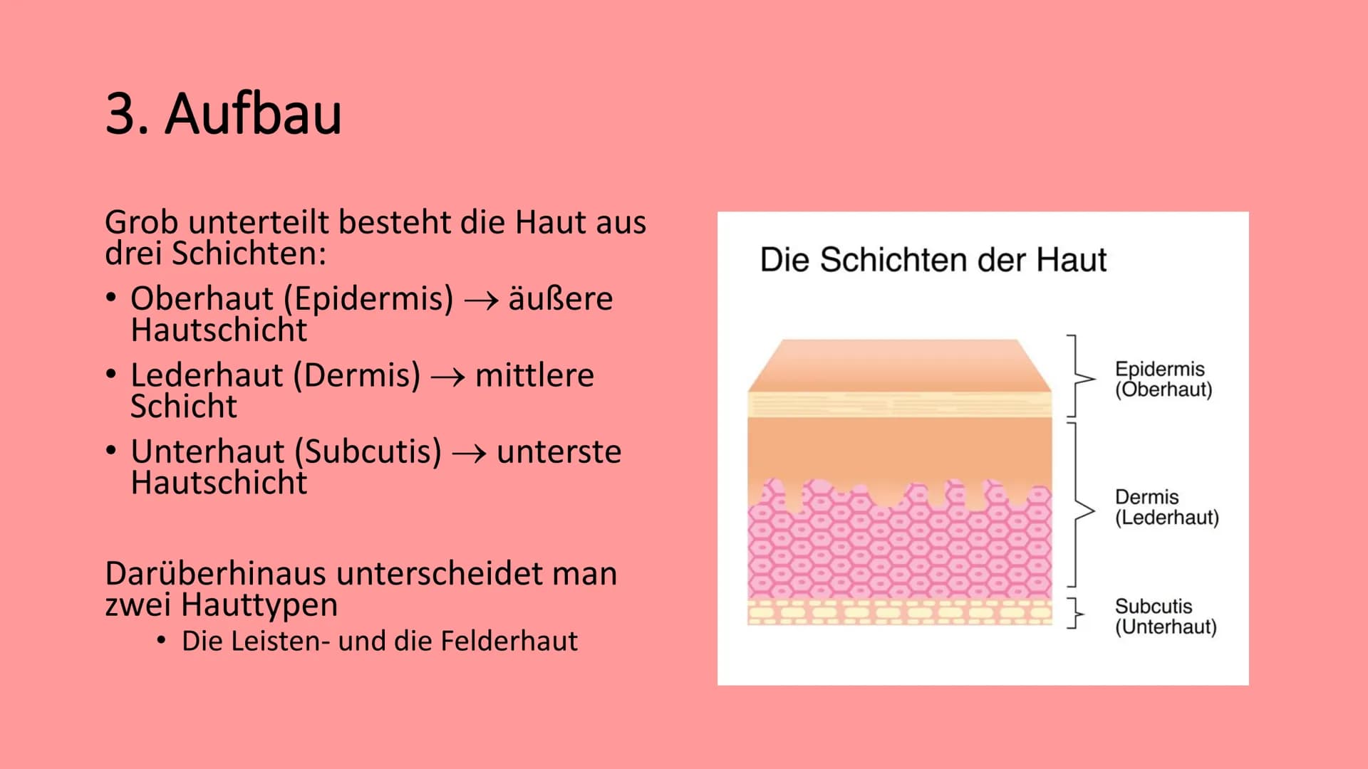 Die Haut
@schoolmuggle Gliederung
1. Einführung
2. Aufgaben der Haut
3. Aufbau
Hauttypen: Felder- und Leistenhaut
• Oberhaut
Lederhaut
Unter