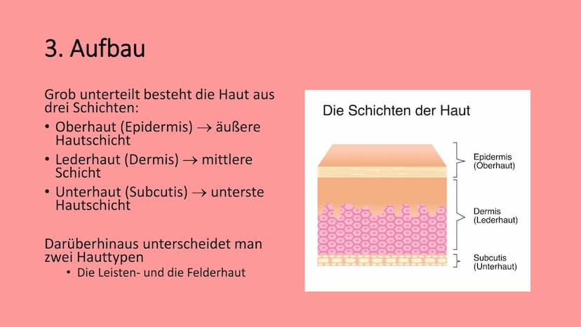 Die Haut
@schoolmuggle Gliederung
1. Einführung
2. Aufgaben der Haut
3. Aufbau
Hauttypen: Felder- und Leistenhaut
• Oberhaut
Lederhaut
Unter