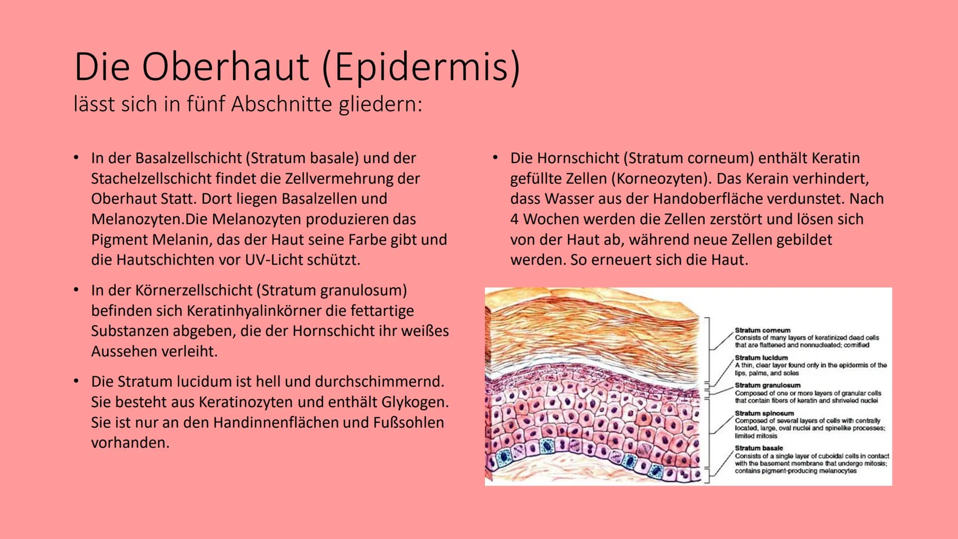 Die Haut
@schoolmuggle Gliederung
1. Einführung
2. Aufgaben der Haut
3. Aufbau
Hauttypen: Felder- und Leistenhaut
• Oberhaut
Lederhaut
Unter