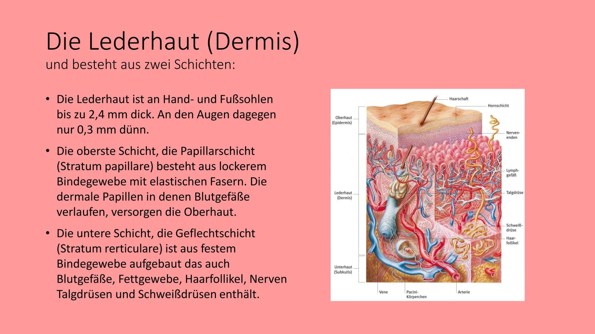 Die Haut
@schoolmuggle Gliederung
1. Einführung
2. Aufgaben der Haut
3. Aufbau
Hauttypen: Felder- und Leistenhaut
• Oberhaut
Lederhaut
Unter