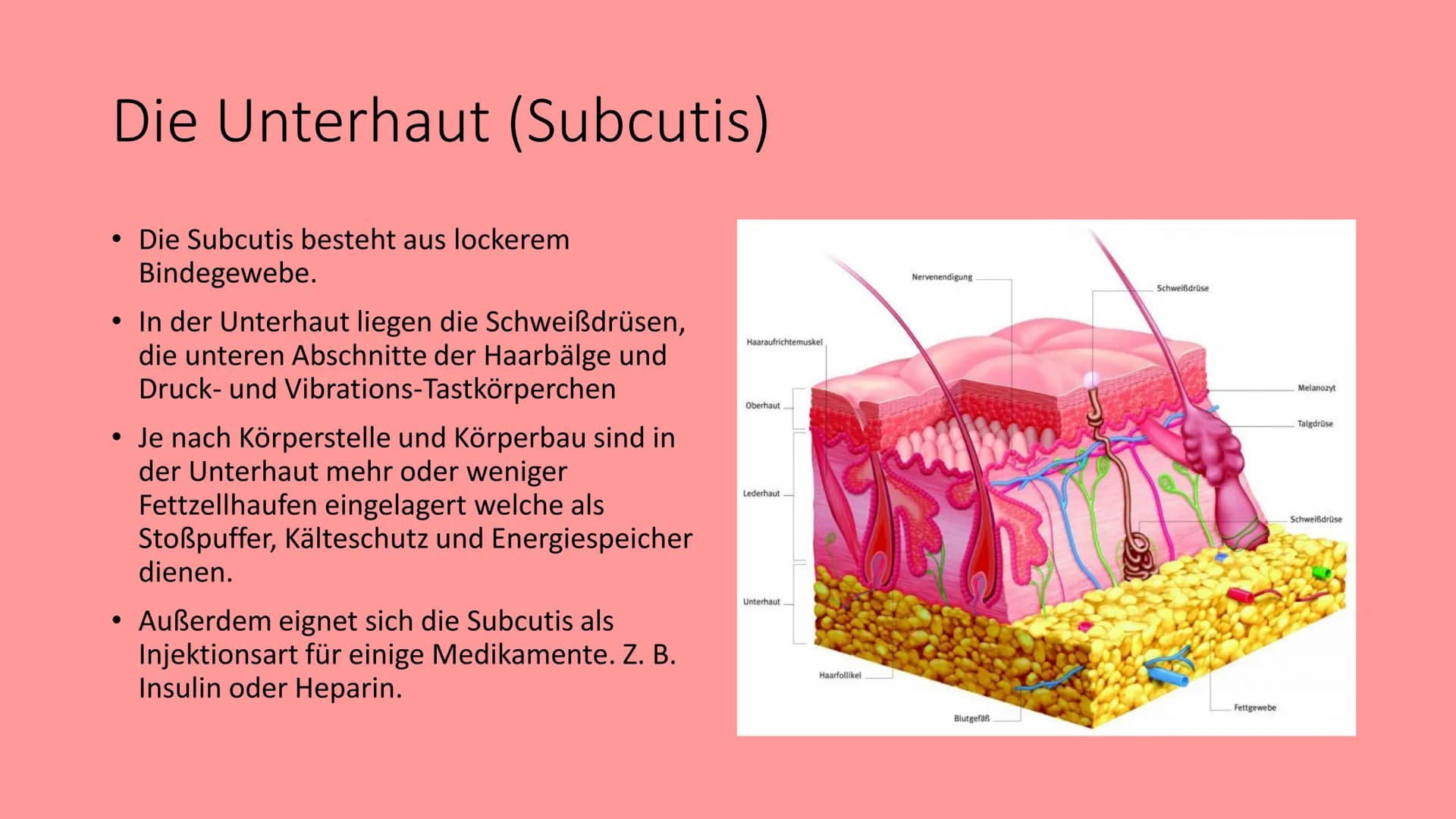 Die Haut
@schoolmuggle Gliederung
1. Einführung
2. Aufgaben der Haut
3. Aufbau
Hauttypen: Felder- und Leistenhaut
• Oberhaut
Lederhaut
Unter