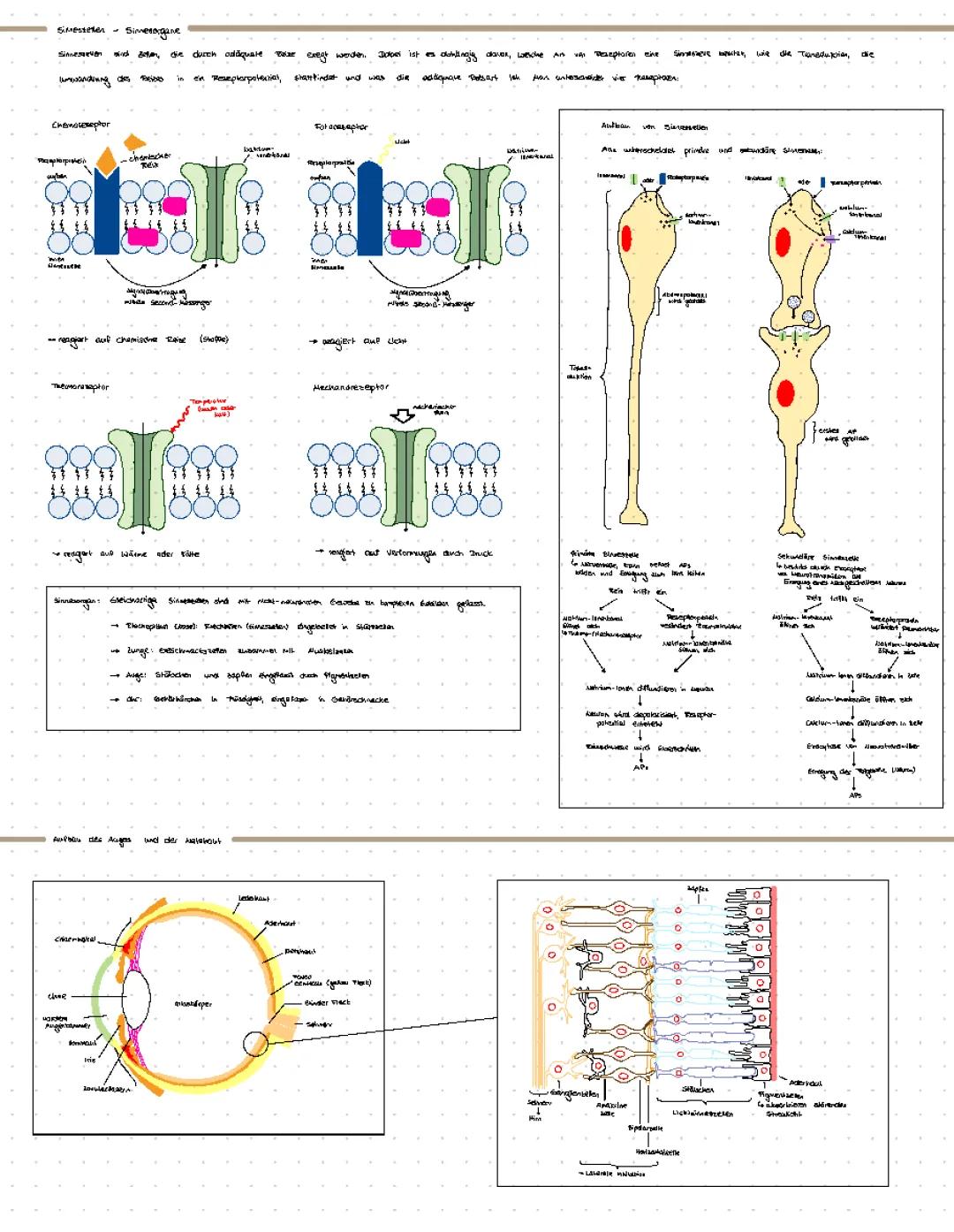 Auge Aufbau und Funktion: Stäbchen, Zapfen, Netzhaut, Fototransduktion, Laterale Inhibition