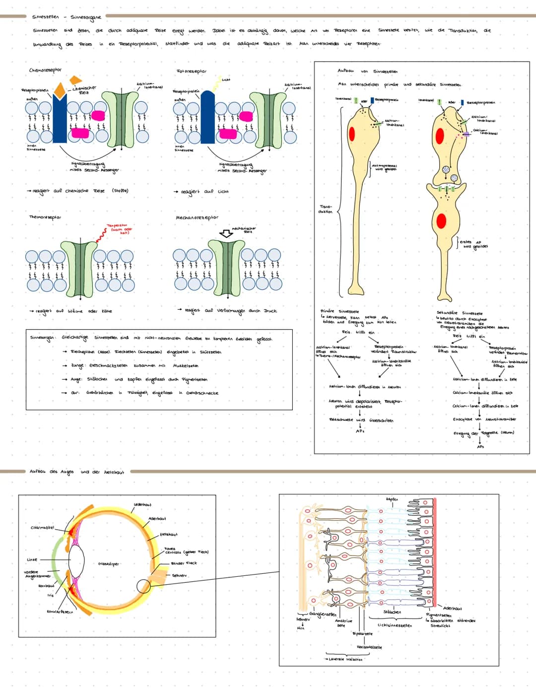 Simestellen - Simnesorgane
Sinneszellen sind Zellen, die durch adäquate Reize
Umwandlung des
ein Rezeptorpotential,
Chemoreceptor
Reseptorpr