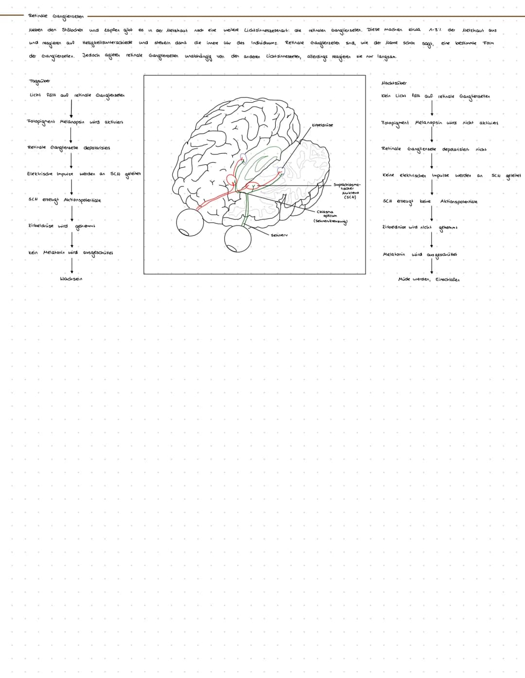 Simestellen - Simnesorgane
Sinneszellen sind Zellen, die durch adäquate Reize
Umwandlung des
ein Rezeptorpotential,
Chemoreceptor
Reseptorpr