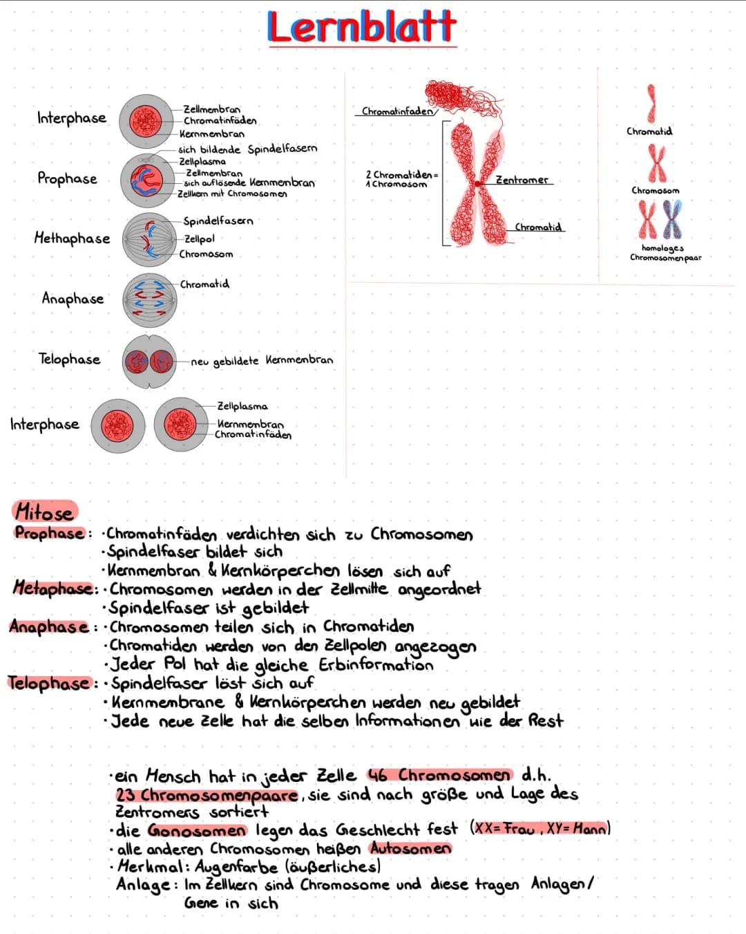 Mitose