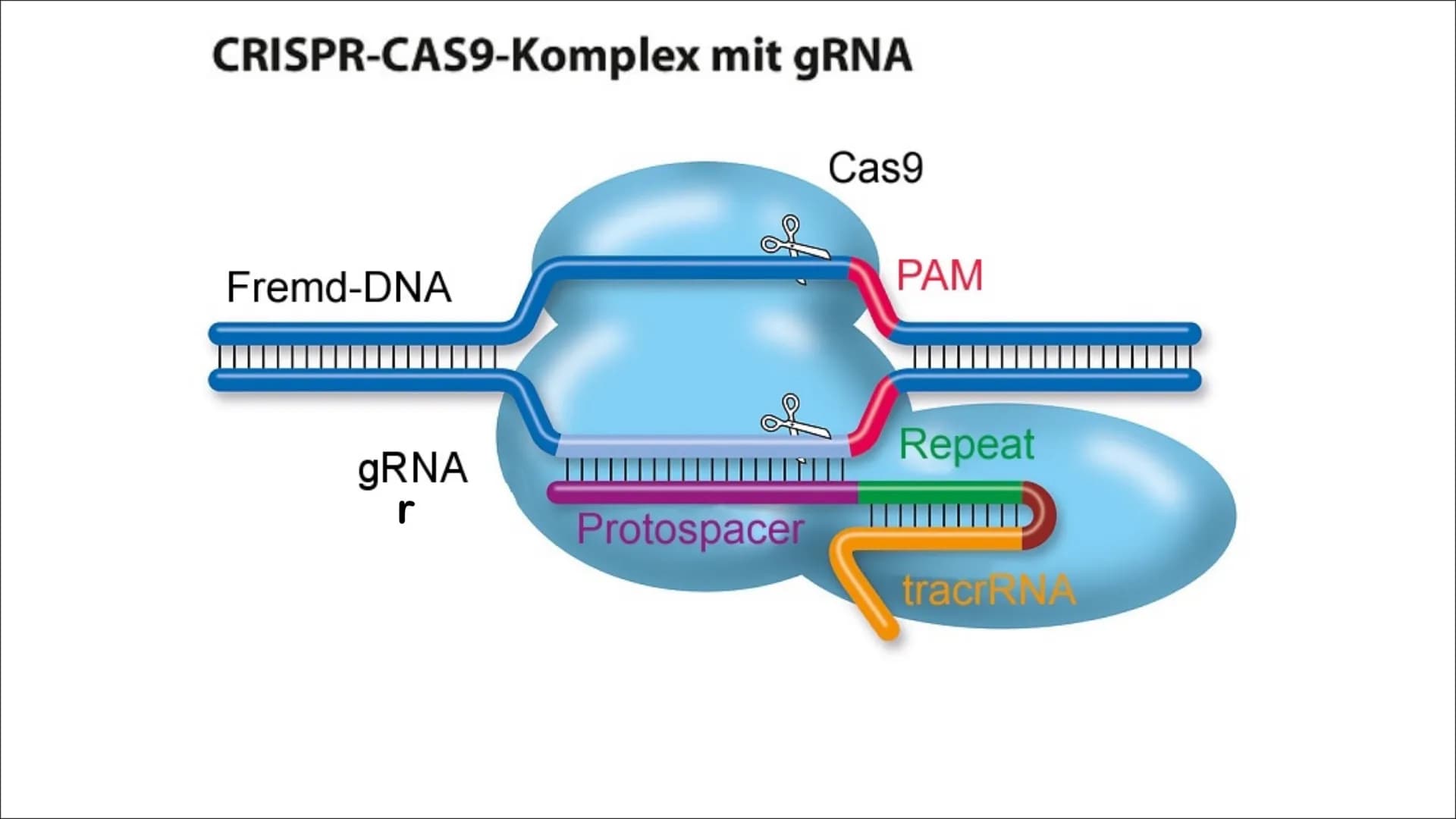 WITH
GENETIC
ENGENEERING
CRISPR/CAS9 WHAT IS A GENETIC
SCISSORS ? -1-
LIST OF CONTENTS
DEFINITION
WHAT IS
CRISPR / CAS9?
-2-
PROCEDURE
HOW D
