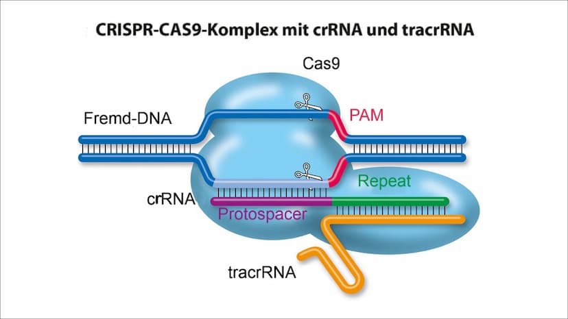 WITH
GENETIC
ENGENEERING
CRISPR/CAS9 WHAT IS A GENETIC
SCISSORS ? -1-
LIST OF CONTENTS
DEFINITION
WHAT IS
CRISPR / CAS9?
-2-
PROCEDURE
HOW D