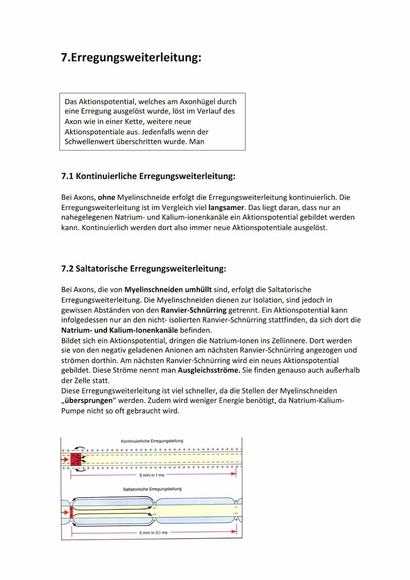 Biologie Lernzettel: Neurobiologie
Inhaltsverzeichnis
1. Aufbau Neuron.....
2. Axon Membran........
3. Elektrisches und chemisches Potential