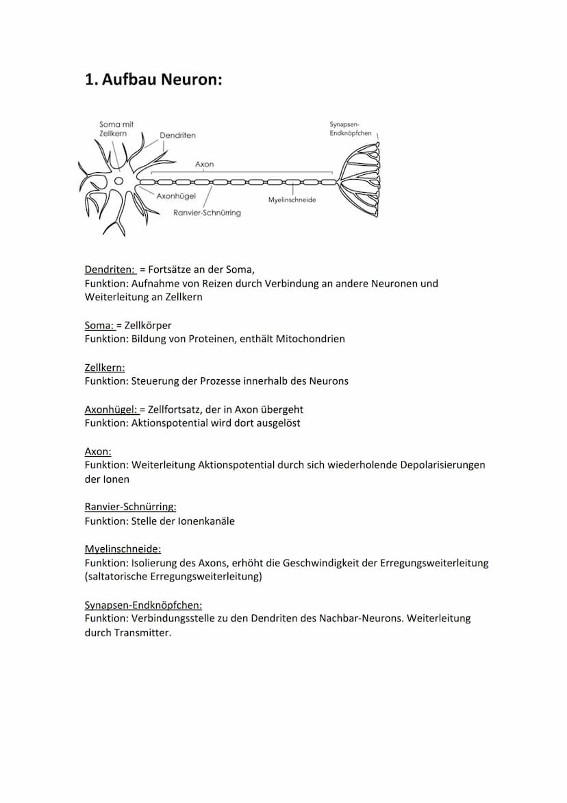 Biologie Lernzettel: Neurobiologie
Inhaltsverzeichnis
1. Aufbau Neuron.....
2. Axon Membran........
3. Elektrisches und chemisches Potential