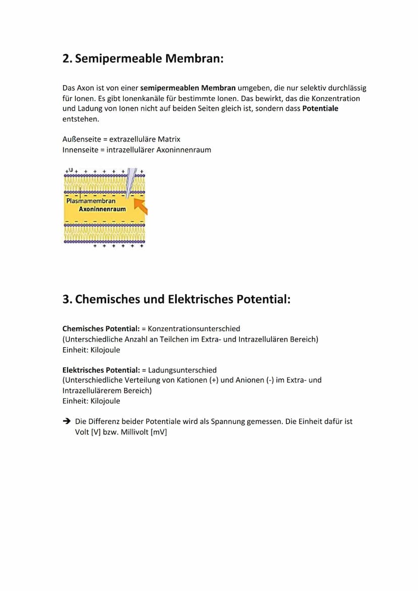 Biologie Lernzettel: Neurobiologie
Inhaltsverzeichnis
1. Aufbau Neuron.....
2. Axon Membran........
3. Elektrisches und chemisches Potential