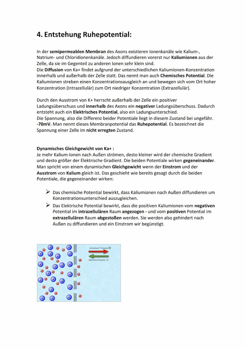 Biologie Lernzettel: Neurobiologie
Inhaltsverzeichnis
1. Aufbau Neuron.....
2. Axon Membran........
3. Elektrisches und chemisches Potential