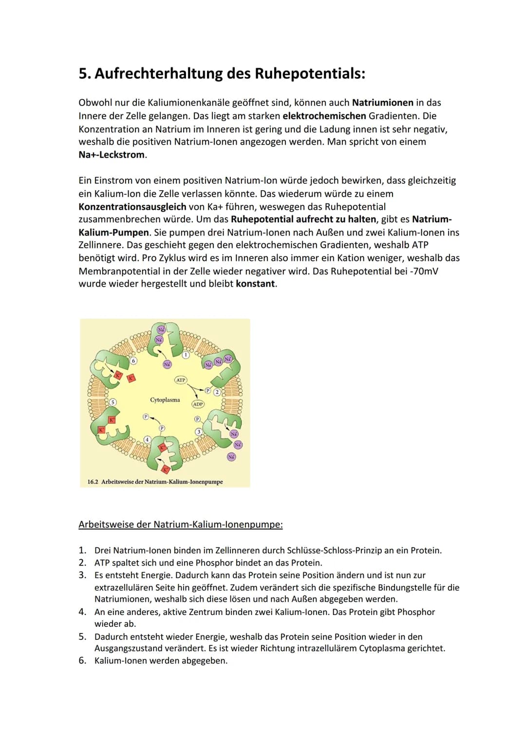 Biologie Lernzettel: Neurobiologie
Inhaltsverzeichnis
1. Aufbau Neuron.....
2. Axon Membran........
3. Elektrisches und chemisches Potential