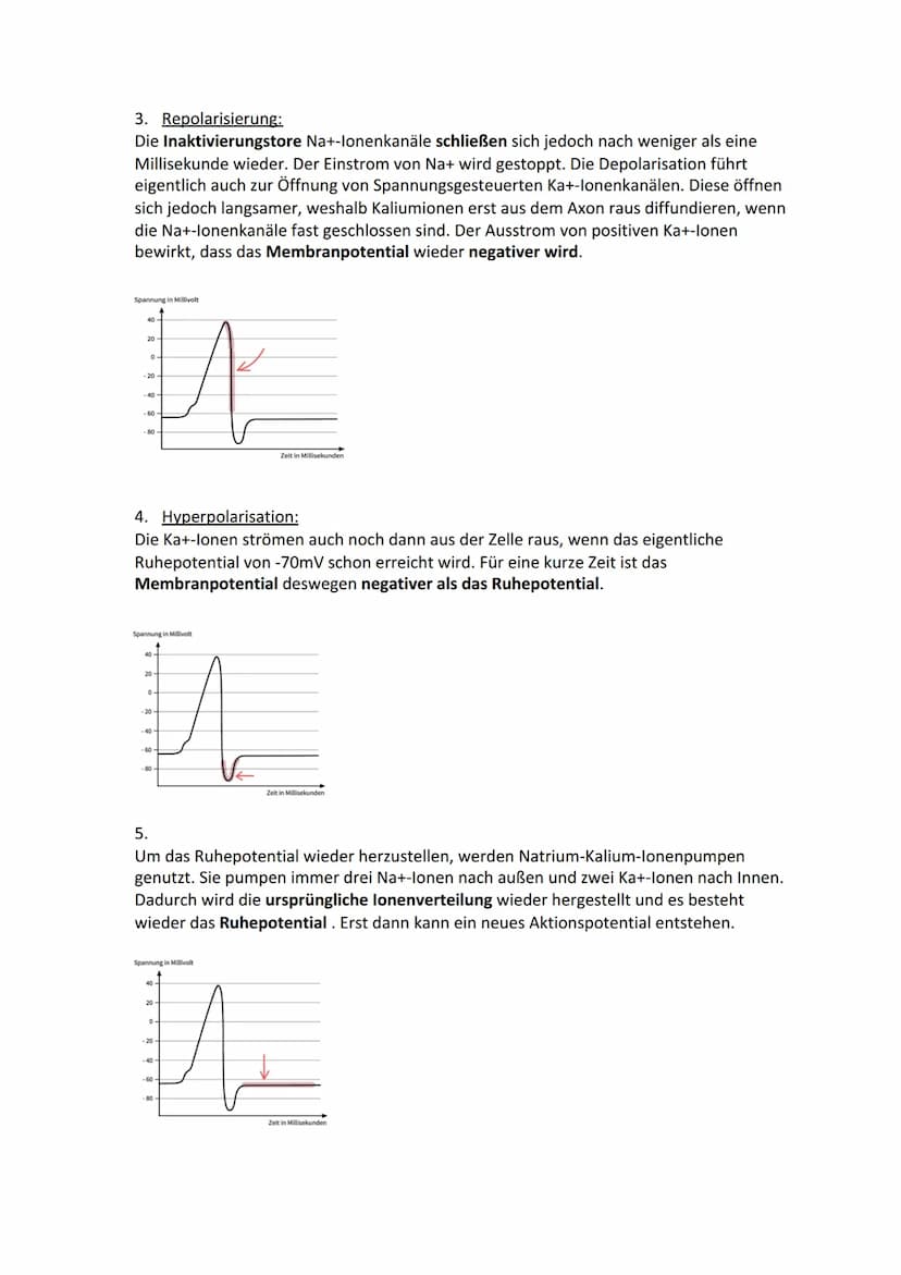 Biologie Lernzettel: Neurobiologie
Inhaltsverzeichnis
1. Aufbau Neuron.....
2. Axon Membran........
3. Elektrisches und chemisches Potential