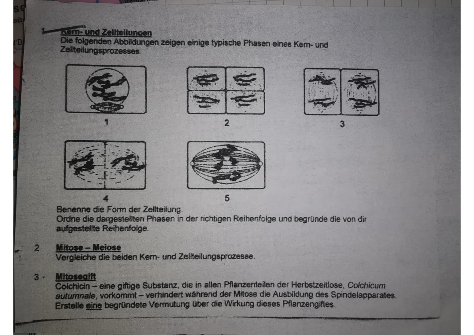 SC
ads
2
3-
Kern- und Zeliteilungen
Die folgenden Abbildungen zeigen einige typische Phasen eines Kern- und
Zeliteilungsprozesses.
3
1
2
5
3