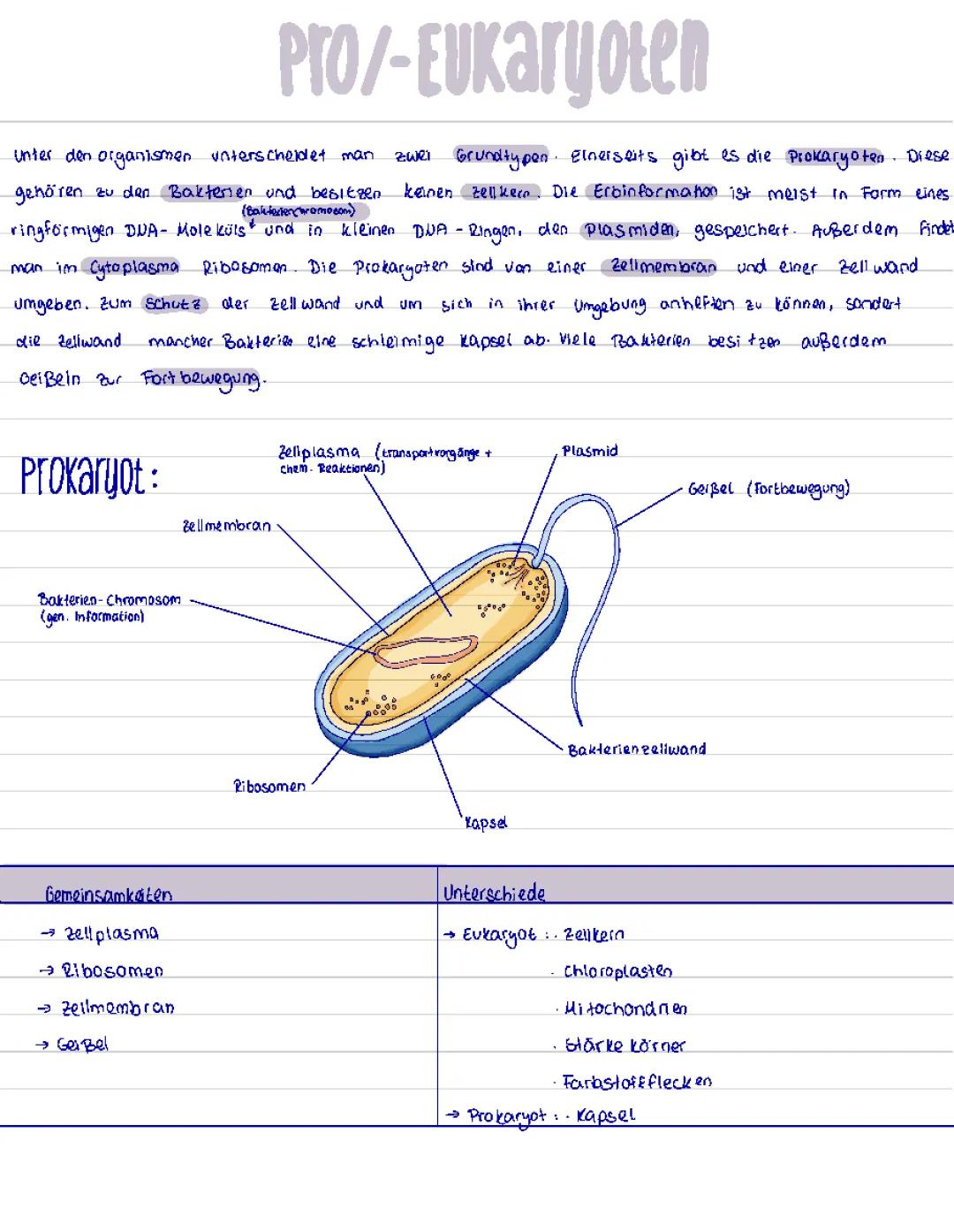 Prokaryoten und Eukaryoten