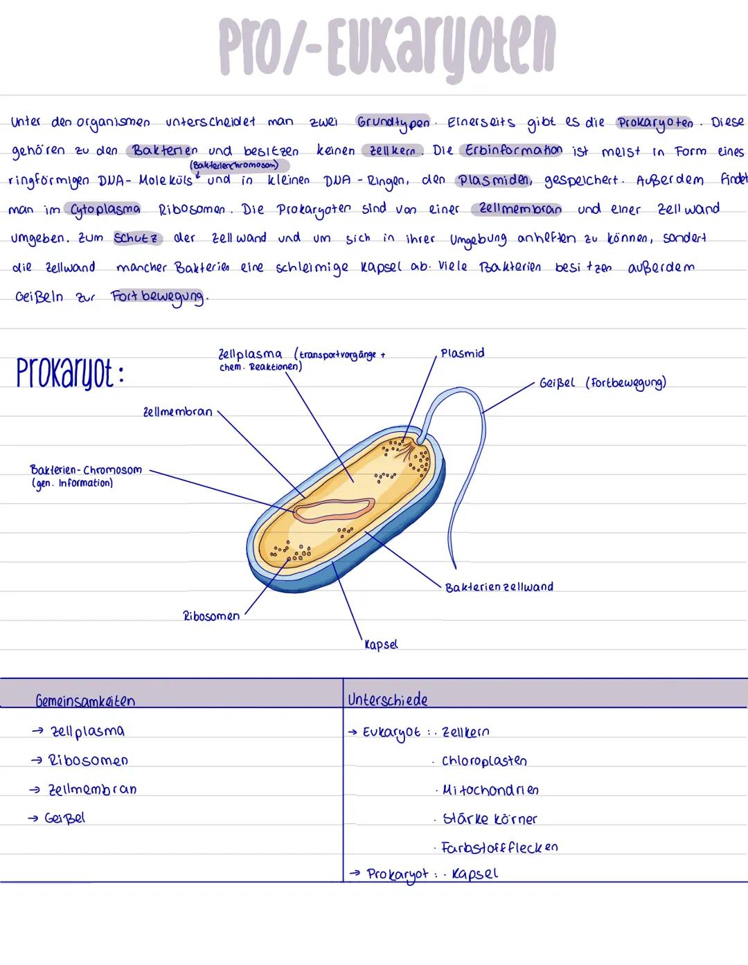 Pro/-Eukaryoten
Unter den organismen unterscheidet man
Grundtypen. Einerseits gibt es die Prokaryoten. Diese
gehören zu den Bakterien und be