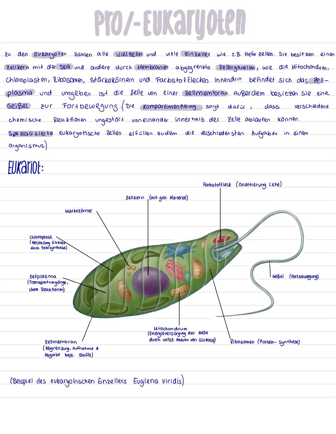 Pro/-Eukaryoten
Unter den organismen unterscheidet man
Grundtypen. Einerseits gibt es die Prokaryoten. Diese
gehören zu den Bakterien und be