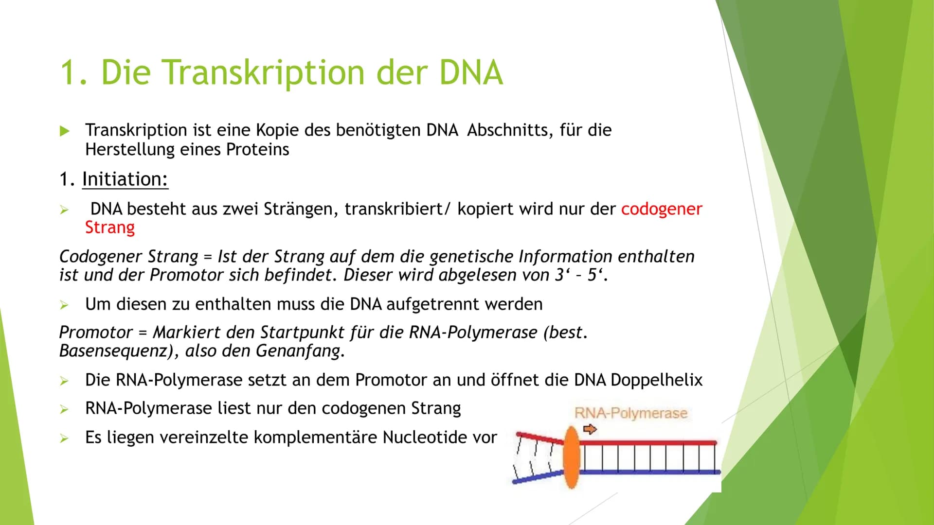 Proteinbiosynthese
Von Novalee Mader Gliederung:
1. Die Transkription der DNA = Initiation, Elongation, Termination
2. Die Prozessierung der