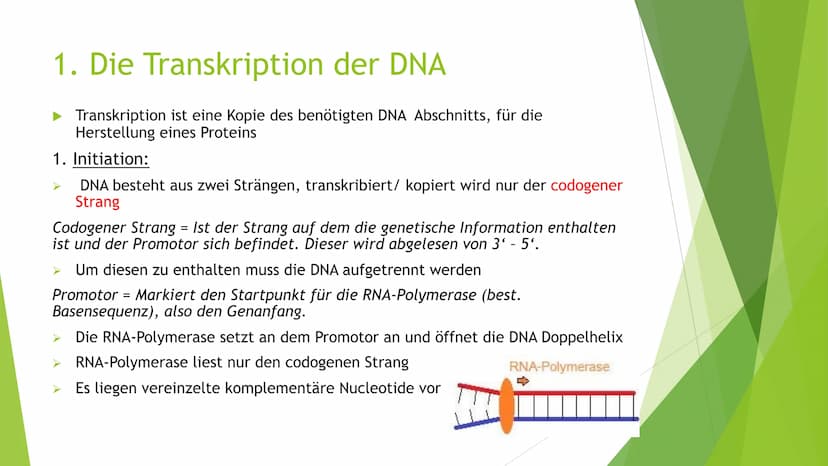 Proteinbiosynthese
Von Novalee Mader Gliederung:
1. Die Transkription der DNA = Initiation, Elongation, Termination
2. Die Prozessierung der