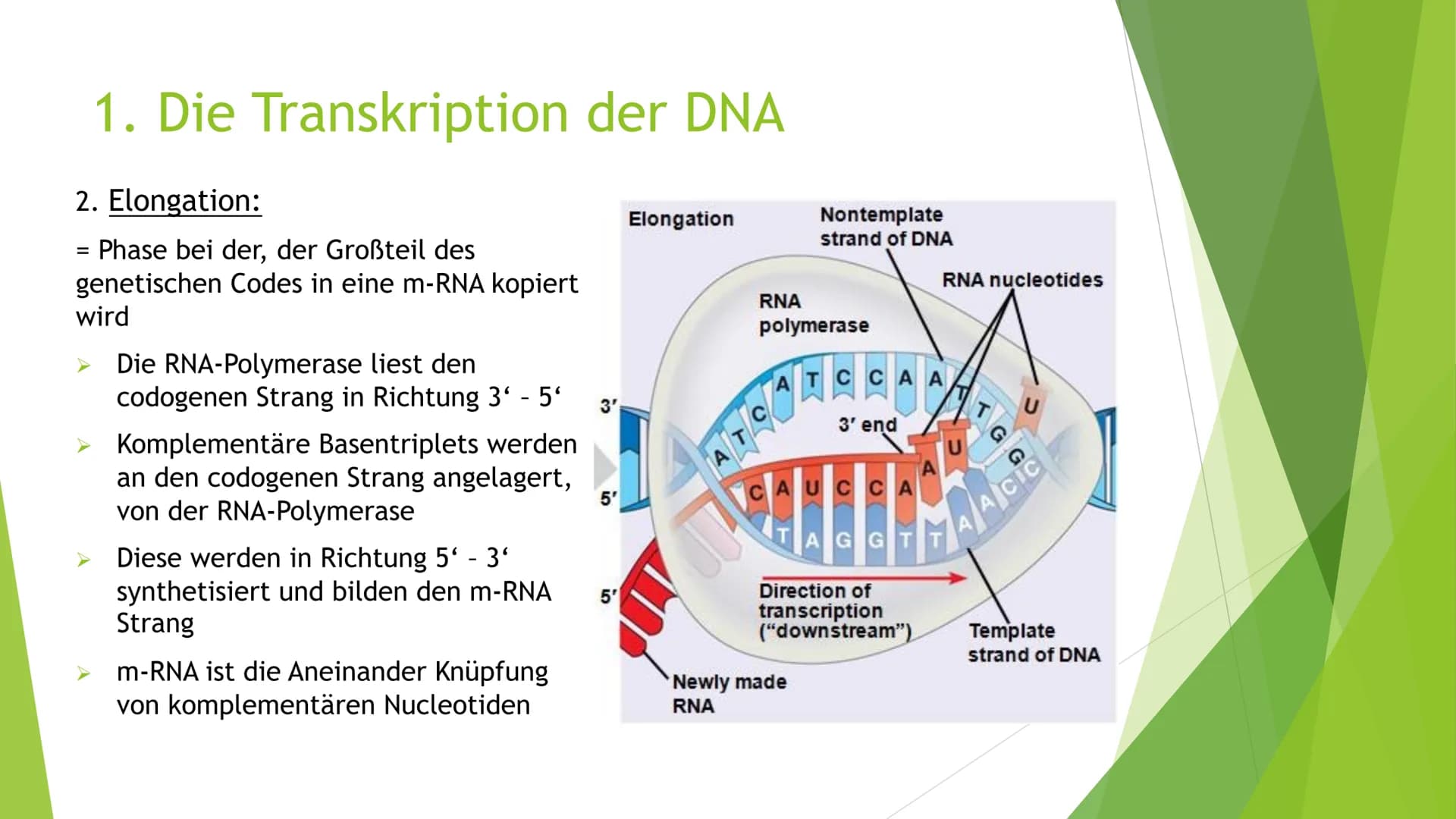Proteinbiosynthese
Von Novalee Mader Gliederung:
1. Die Transkription der DNA = Initiation, Elongation, Termination
2. Die Prozessierung der