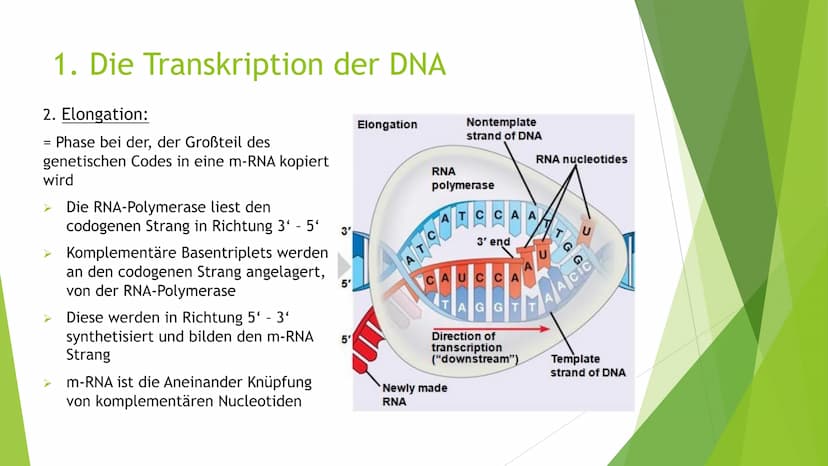 Proteinbiosynthese
Von Novalee Mader Gliederung:
1. Die Transkription der DNA = Initiation, Elongation, Termination
2. Die Prozessierung der