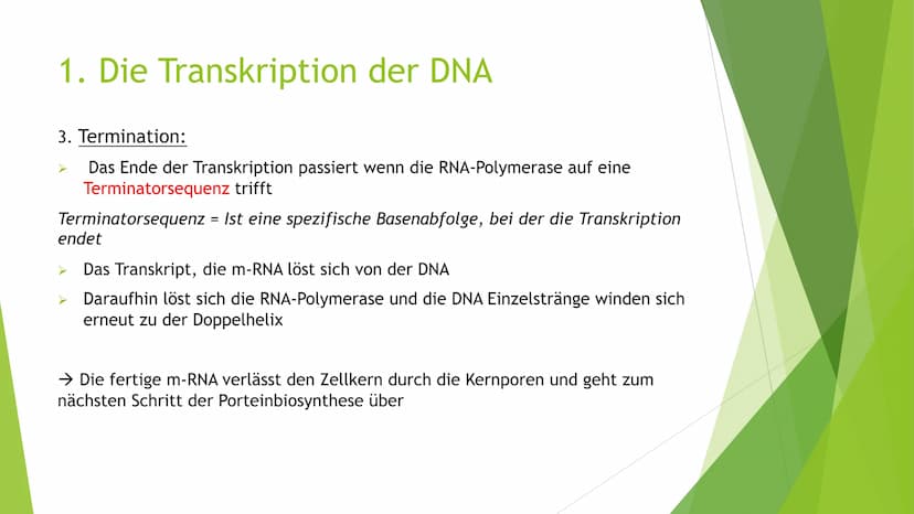 Proteinbiosynthese
Von Novalee Mader Gliederung:
1. Die Transkription der DNA = Initiation, Elongation, Termination
2. Die Prozessierung der
